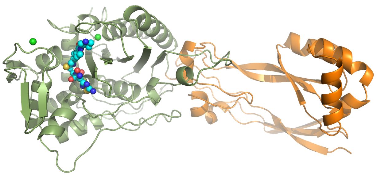 Penicillin-binding proteins (PBPs)